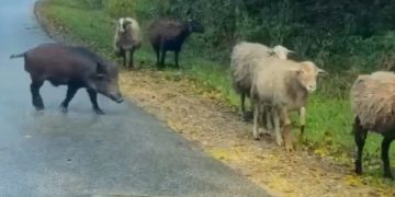 На Кубани кабан внедрился в стадо овец