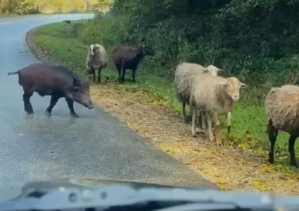 На Кубани кабан внедрился в стадо овец
