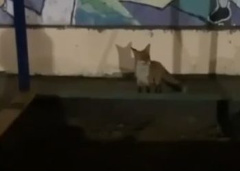 В Краснодаре девушка сняла на видео свою погоню за лисой