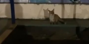 В Краснодаре девушка сняла на видео свою погоню за лисой