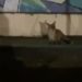 В Краснодаре девушка сняла на видео свою погоню за лисой