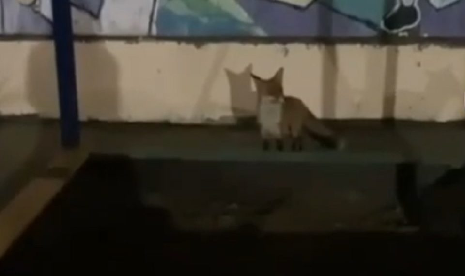 В Краснодаре девушка сняла на видео свою погоню за лисой