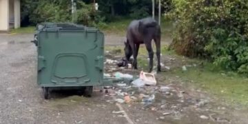 В Сочи очередная лошадь искала еду в мусорном баке