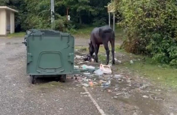В Сочи очередная лошадь искала еду в мусорном баке