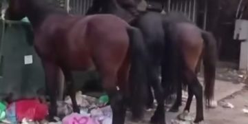 В Сочи лошади искали еду в мусоре