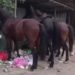 В Сочи лошади искали еду в мусоре
