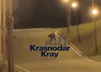 На Кубани отдыхающие случайно запечатлели медведя во время съемки видео