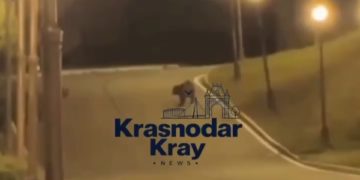 На Кубани отдыхающие случайно запечатлели медведя во время съемки видео