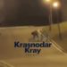 На Кубани отдыхающие случайно запечатлели медведя во время съемки видео