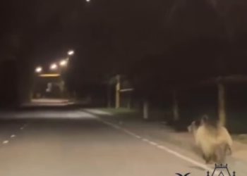 В Сочи на дорогу выбежал медвежонок