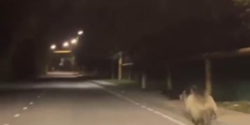 В Сочи на дорогу выбежал медвежонок