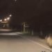 В Сочи на дорогу выбежал медвежонок