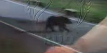 Около ресторана в Сочи заметили двух медведей и шакала