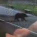 Около ресторана в Сочи заметили двух медведей и шакала