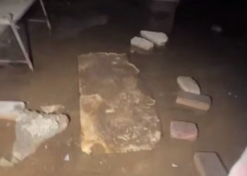 В центре Сочи обнаружили подвал с трупами животных