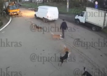 В Краснодаре бродячая собака укусила подростка