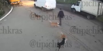 В Краснодаре бродячая собака укусила подростка