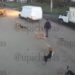 В Краснодаре бродячая собака укусила подростка