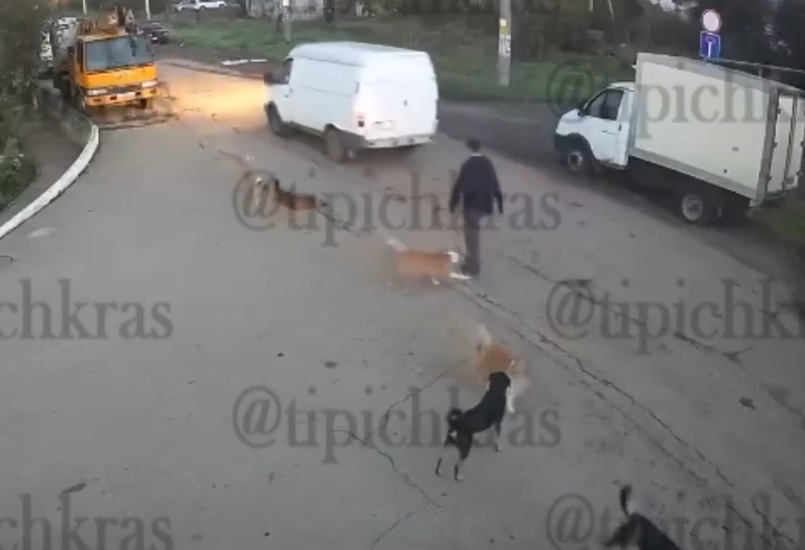В Краснодаре бродячая собака укусила подростка