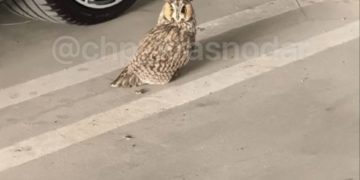 На парковке в Краснодаре заметили сову