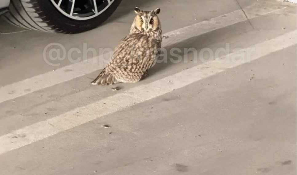 На парковке в Краснодаре заметили сову